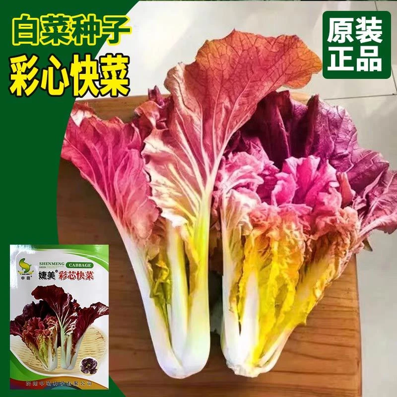 紫叶快菜种子四季阳台庭院耐高温快菜籽蔬菜大全