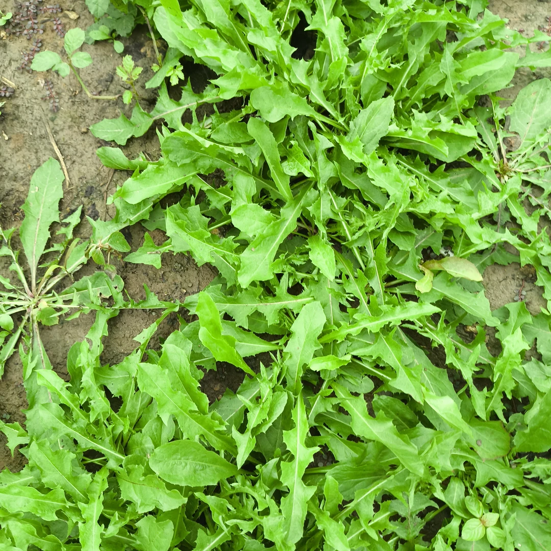 河南黑根整棵蒲公英新鲜现挖野生带根带叶婆婆丁当季山野菜纯天然