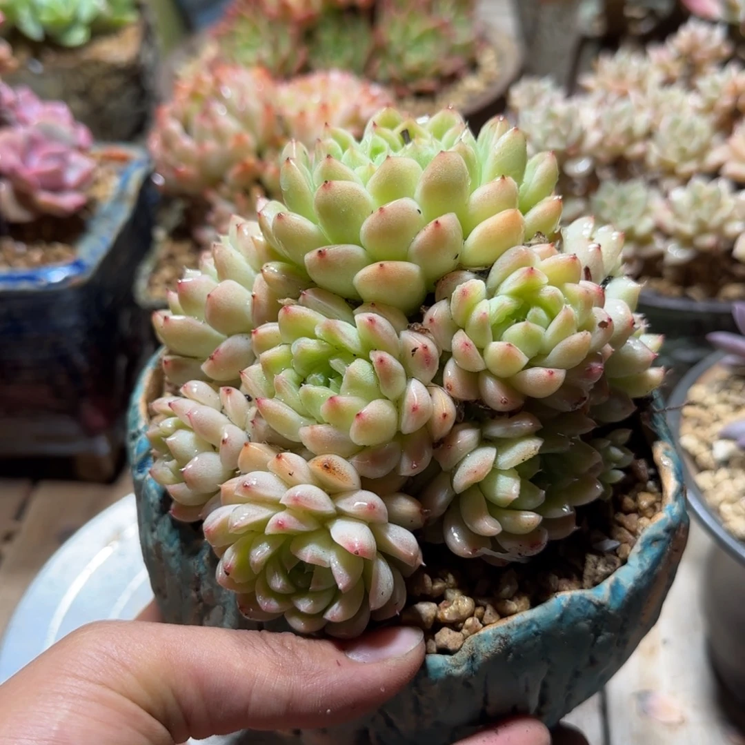 888多肉植物wozhibo