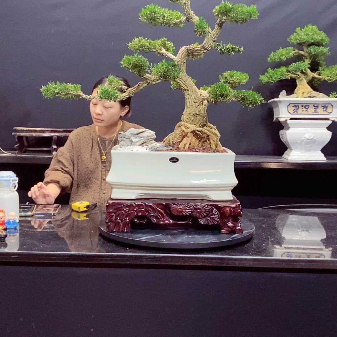 无花朵黄杨盆景园林