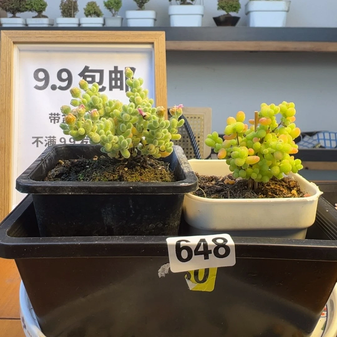 枝干番杏多肉植物648