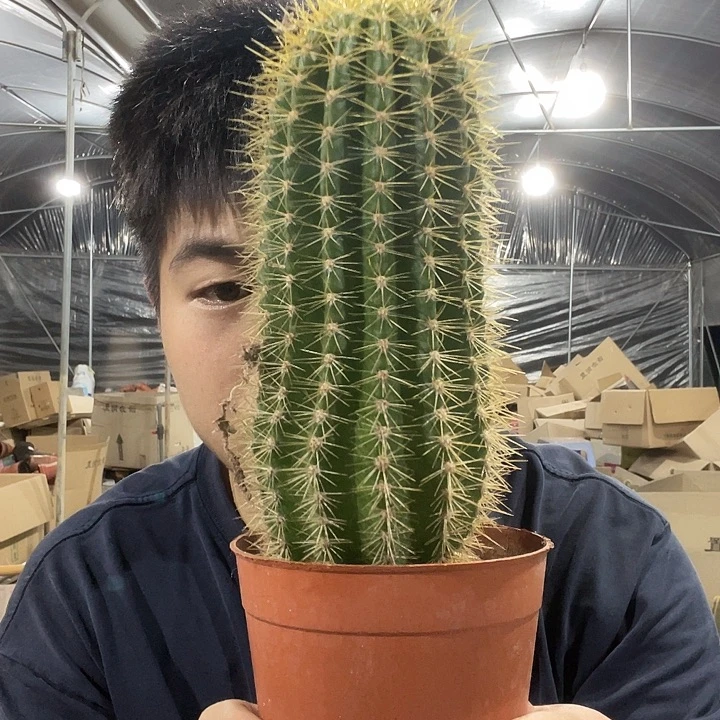 毛花柱竞拍模式都可以参与