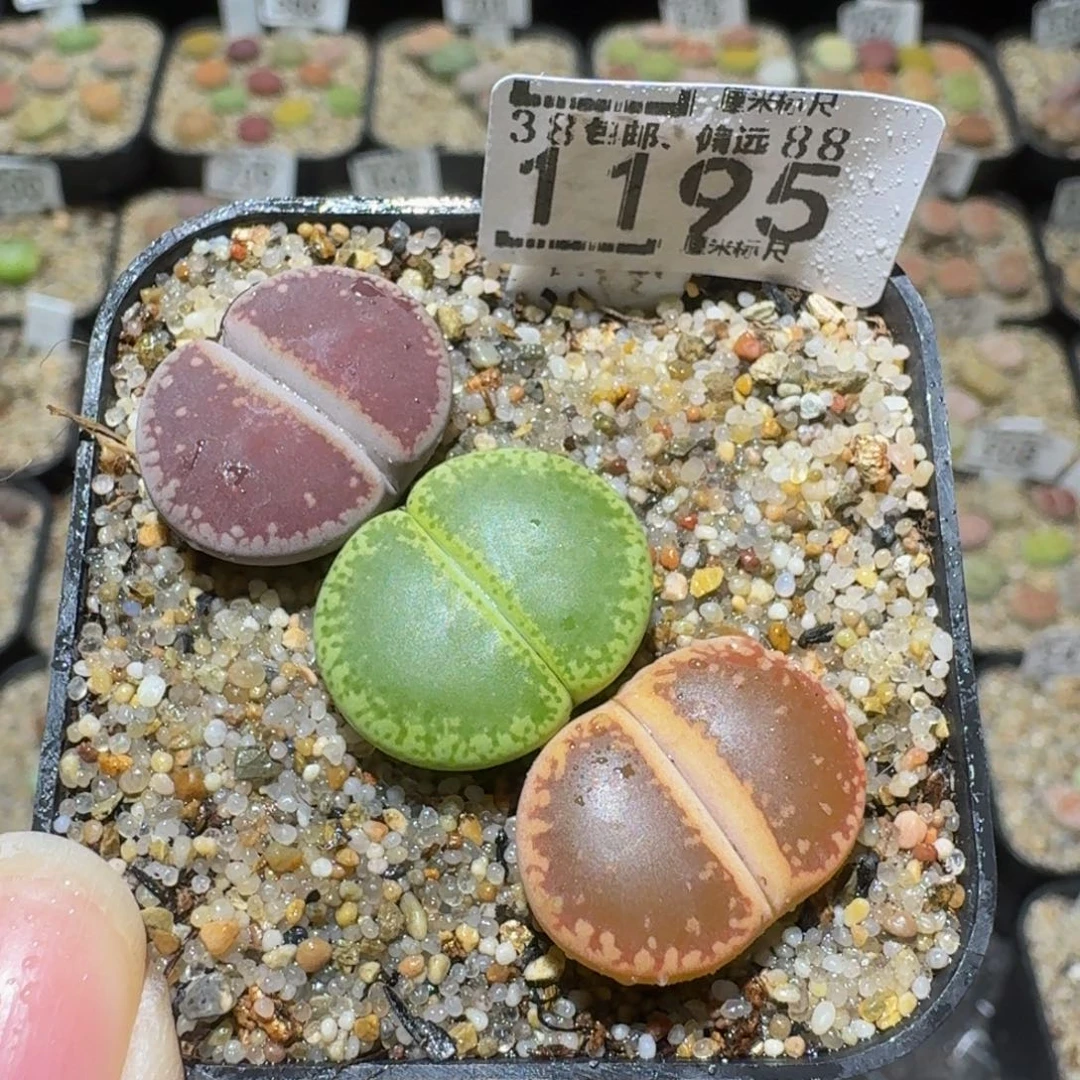 Ssss精品生石花1195