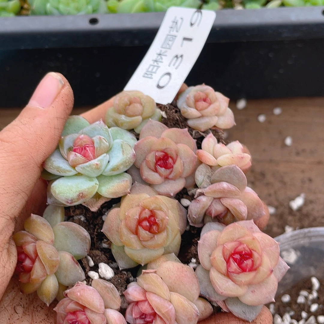 多肉植物多肉植物319