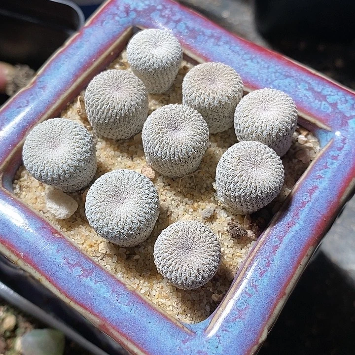 实生月世界一颗。