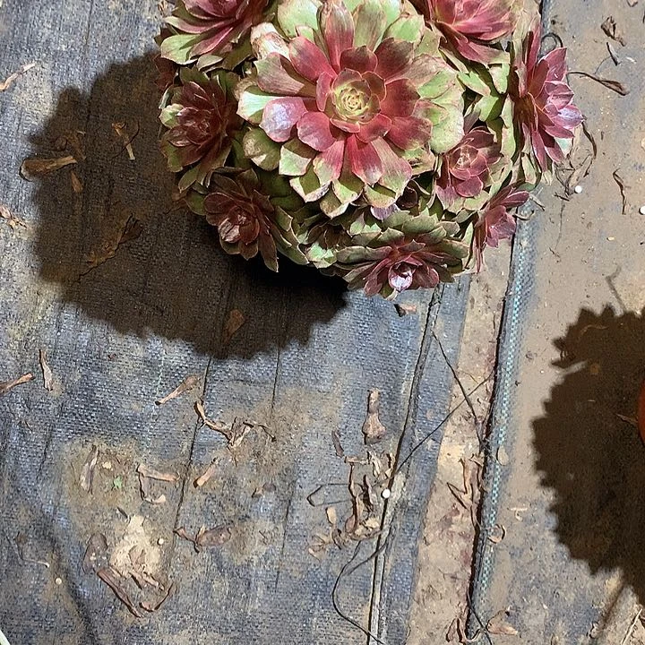 多肉多肉多肉红丝绒63