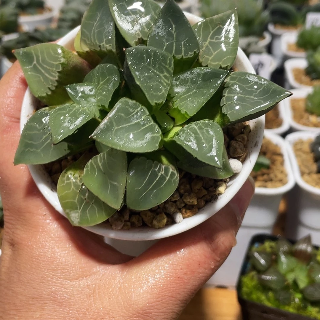 万象盆背靠背火凤凰克