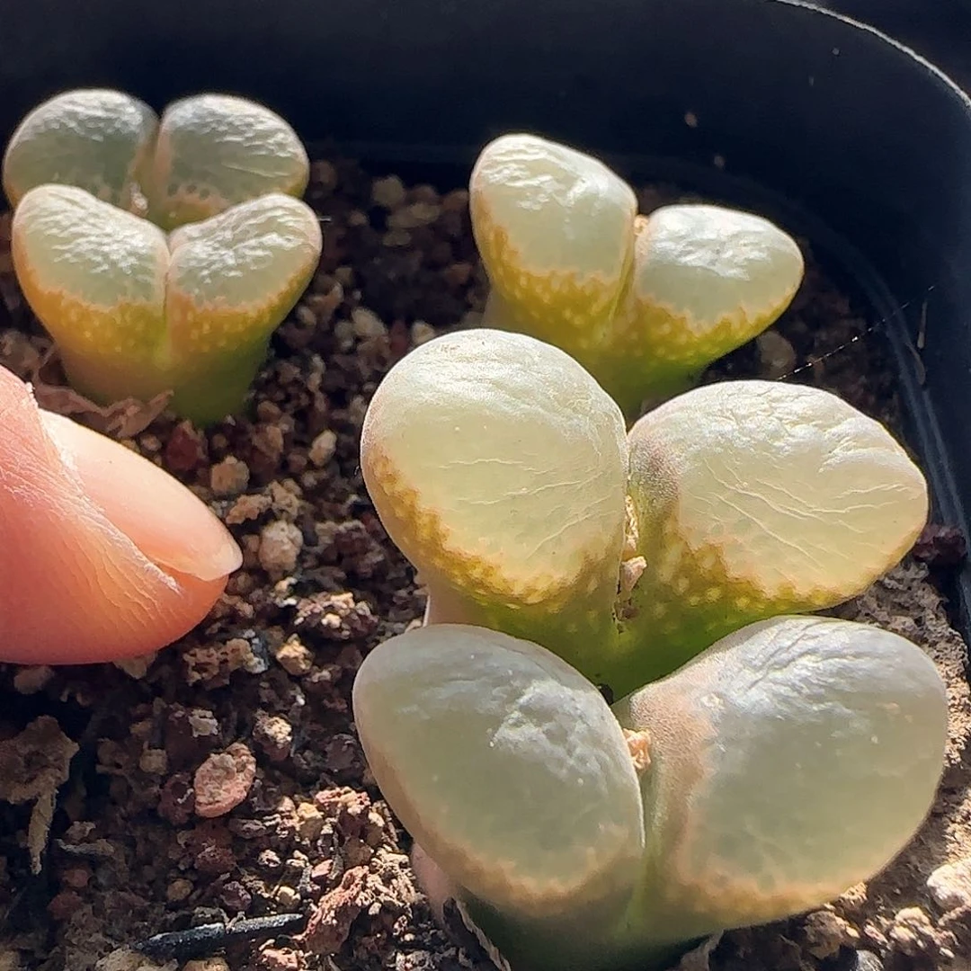 脱土发货哦28包邮25447