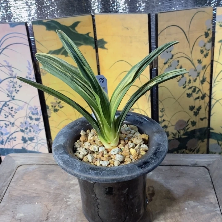 无花朵ckckckjcjcjkckckc