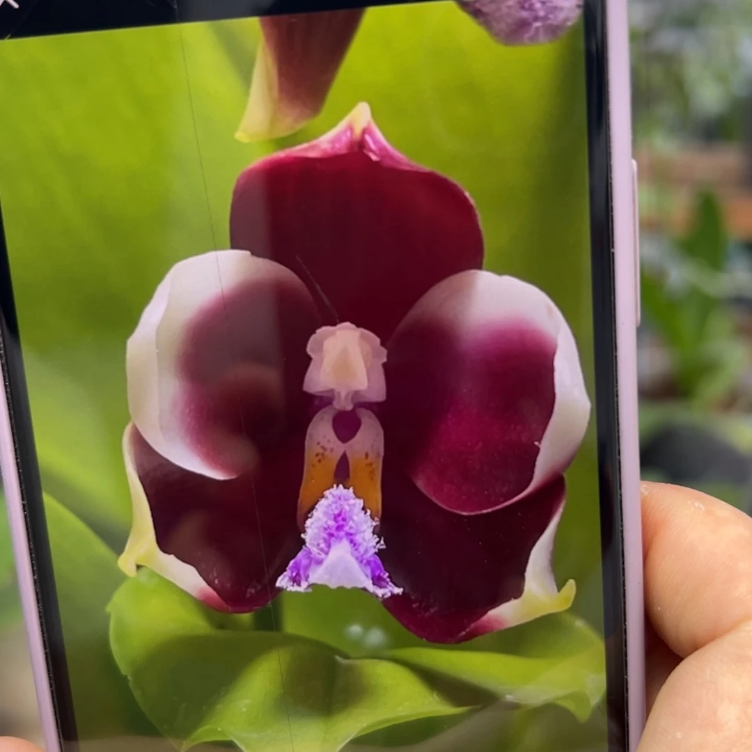 当前无花栽培后可以开花变色龙
