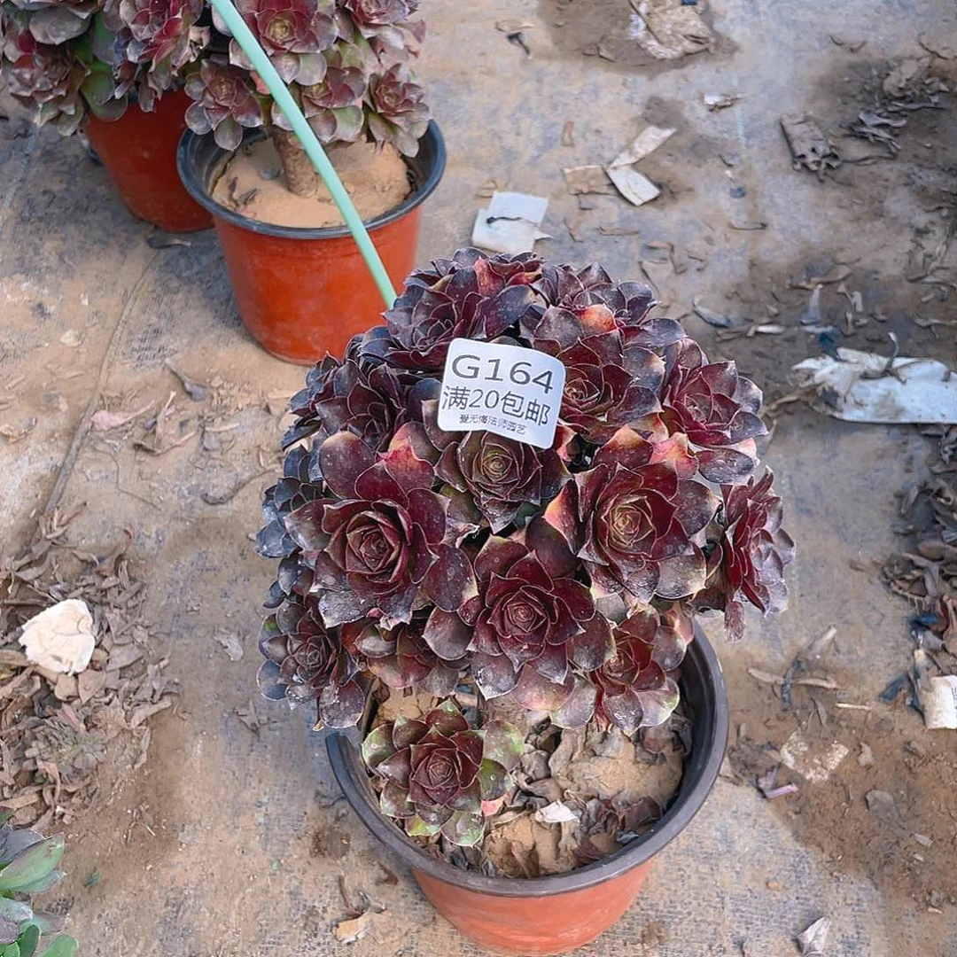 164魅金玫瑰多肉小损不包