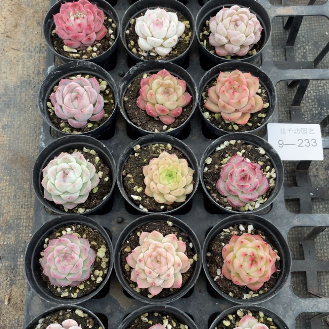 一物一拍18颗9-233