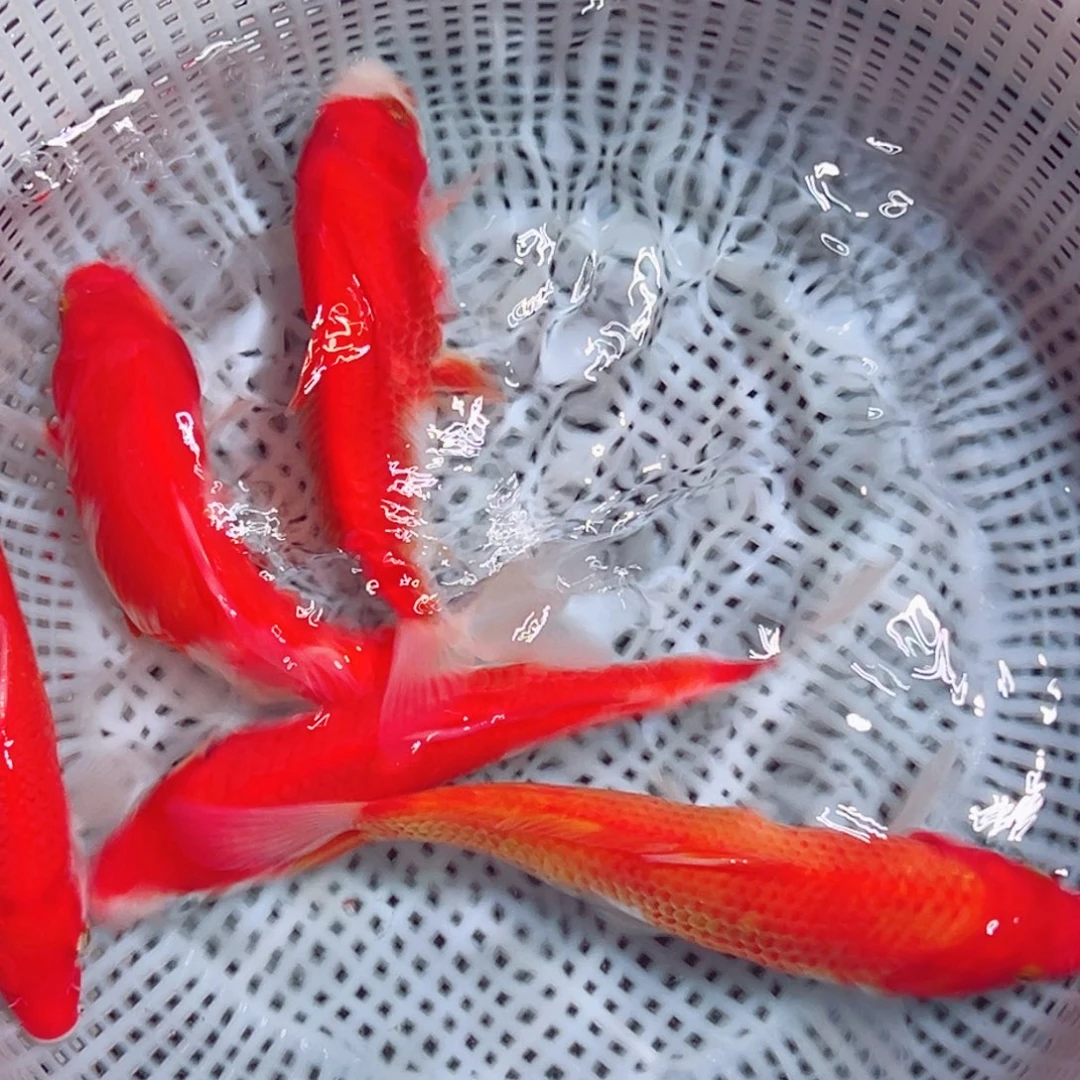 锦鲤锦鲤观赏鱼1111