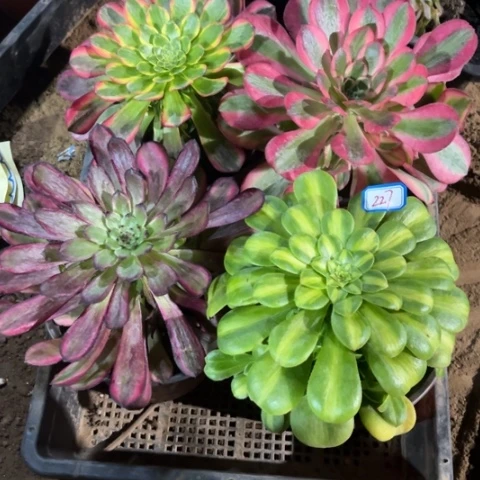 227多肉植物组合