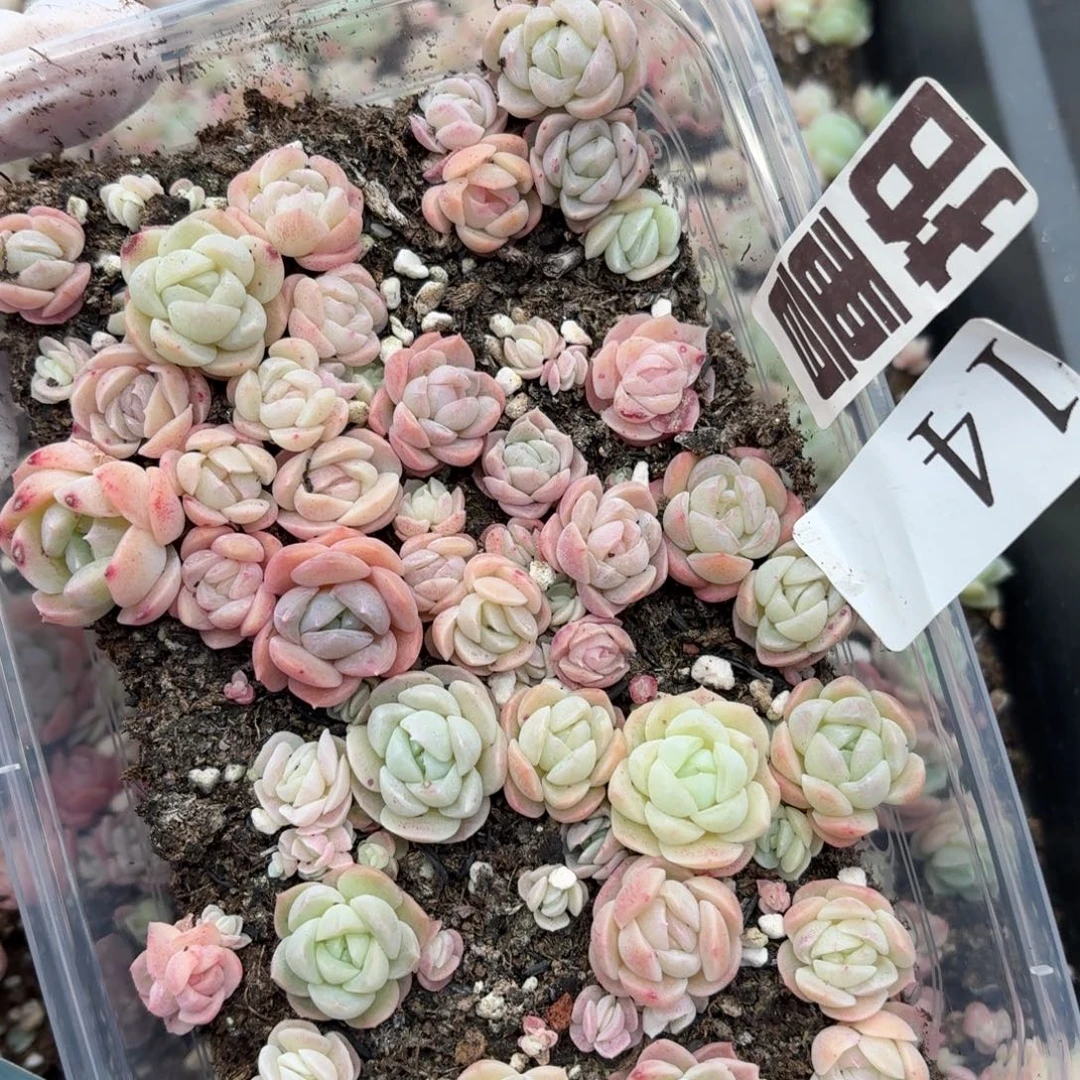 多肉植物多肉植物14量拍