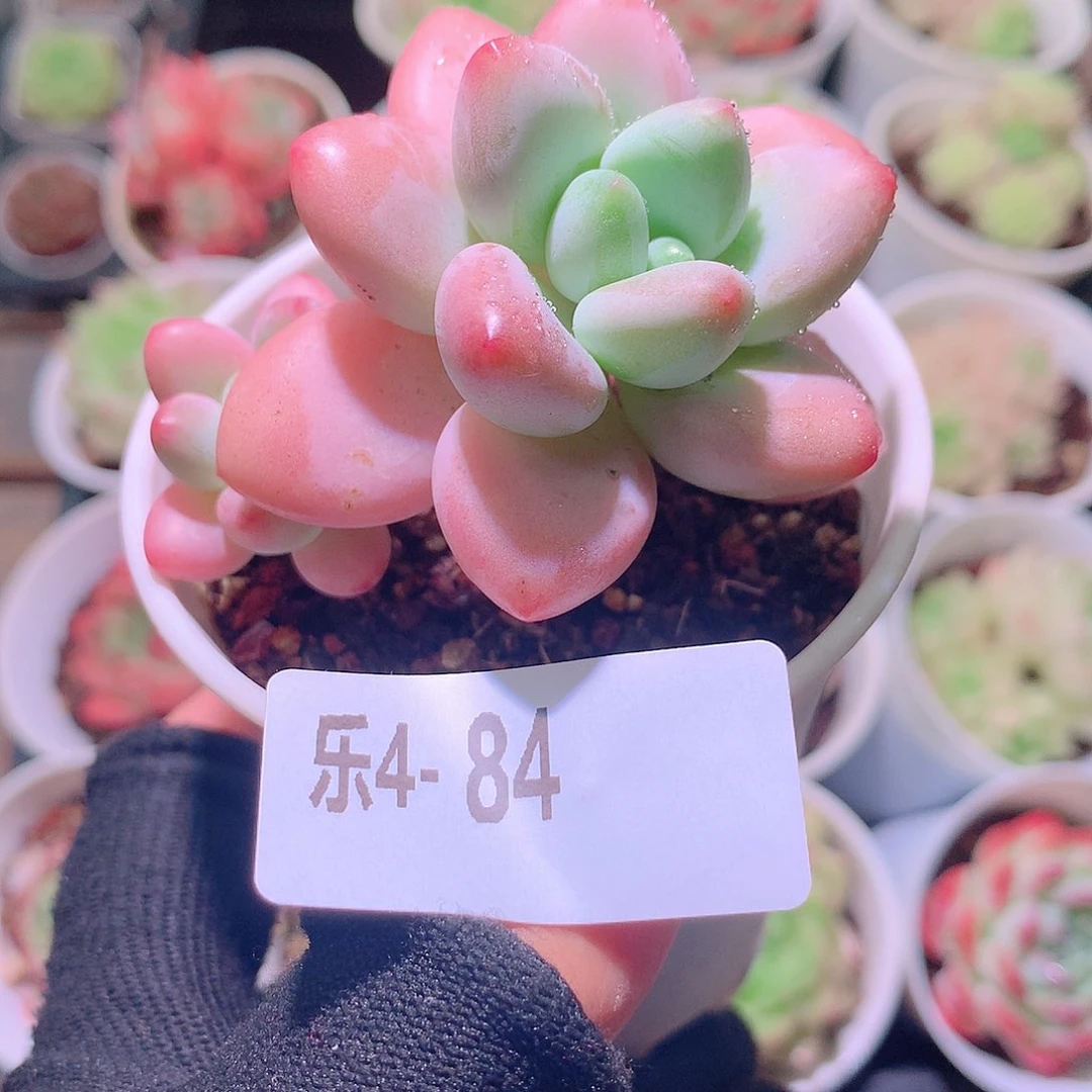 乐然4-84 洛神 不包整