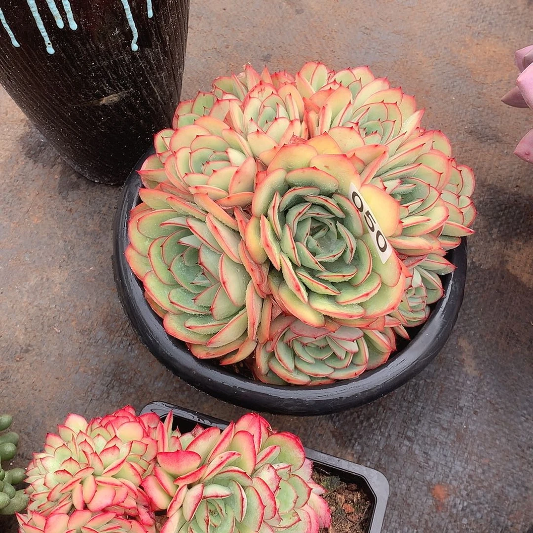 050牡丹亭 一物一拍多肉