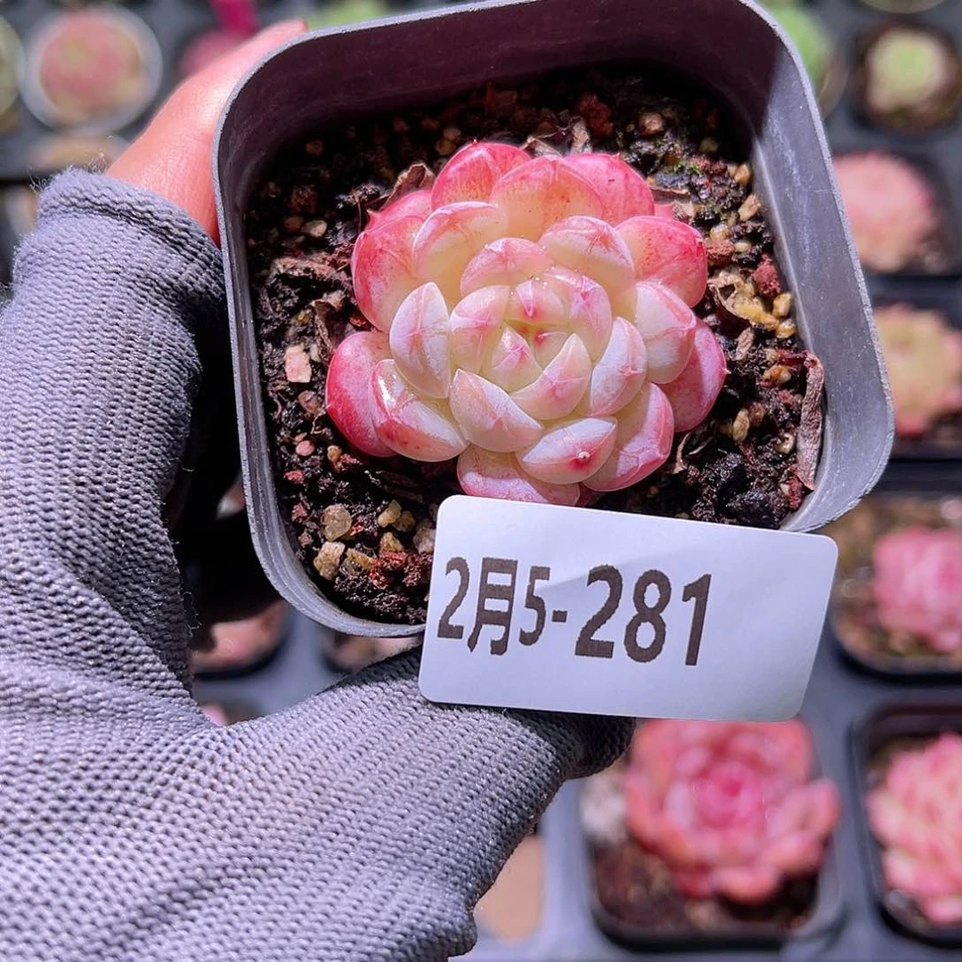 花05-281白桃汽水