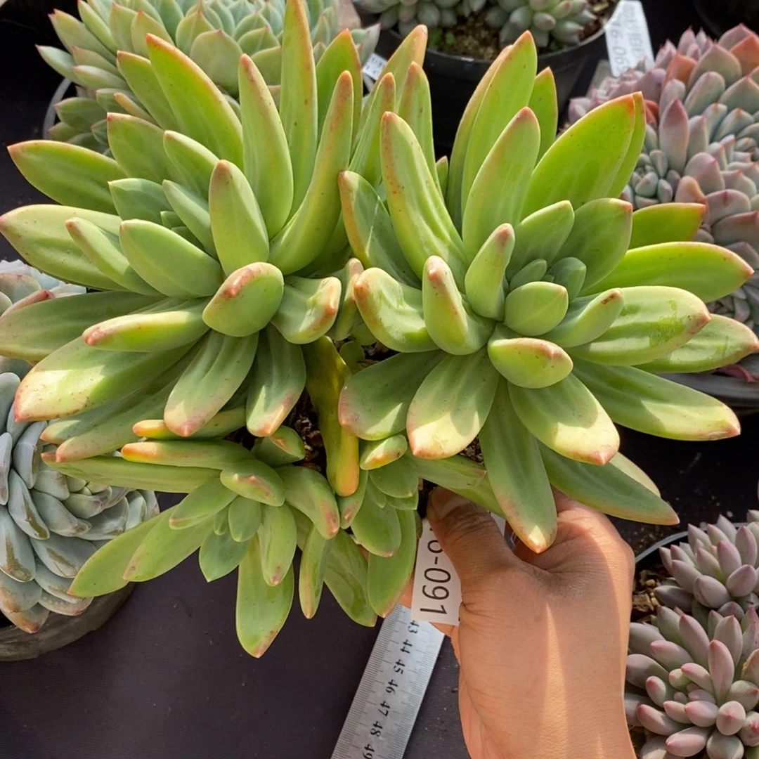 两单包邮1216-91海洋之歌