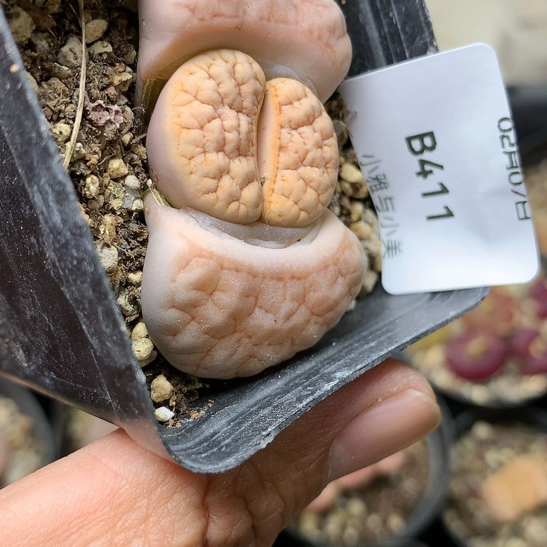 B411多肉植物保护