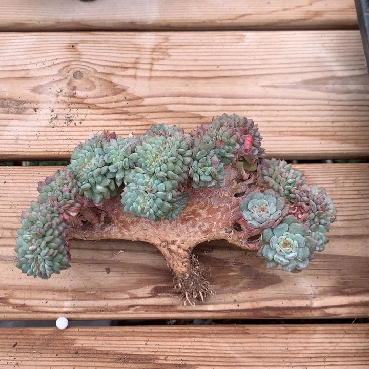 多肉植物白胖子树缀