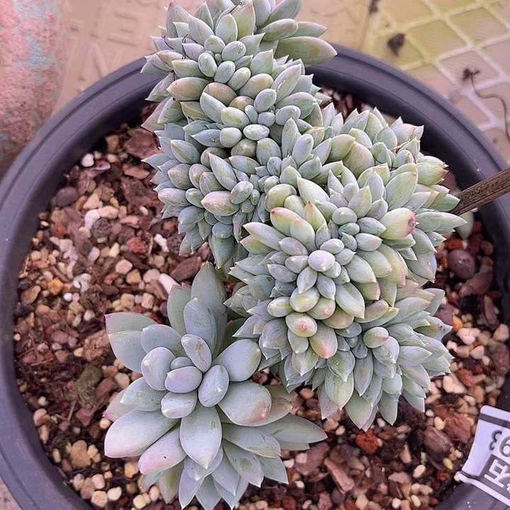 胖美人缀27193多肉植物