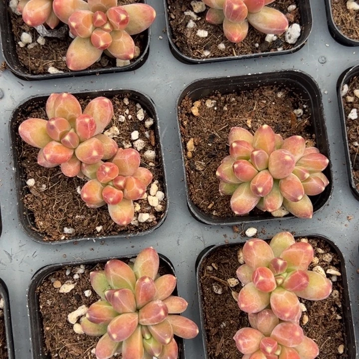 千代田之松双头一颗量拍多肉满20包邮