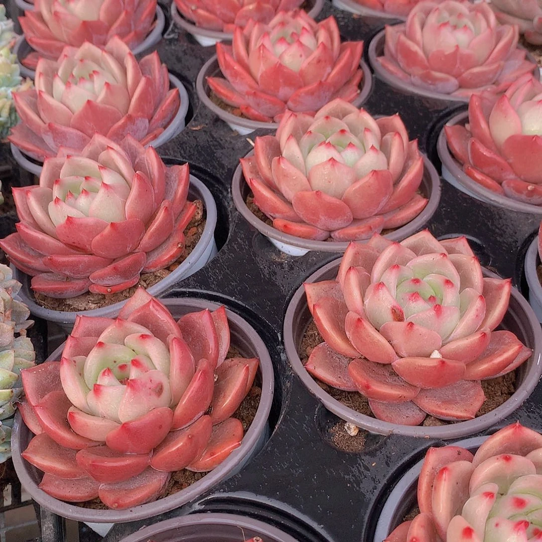 优选香槟34567899900000