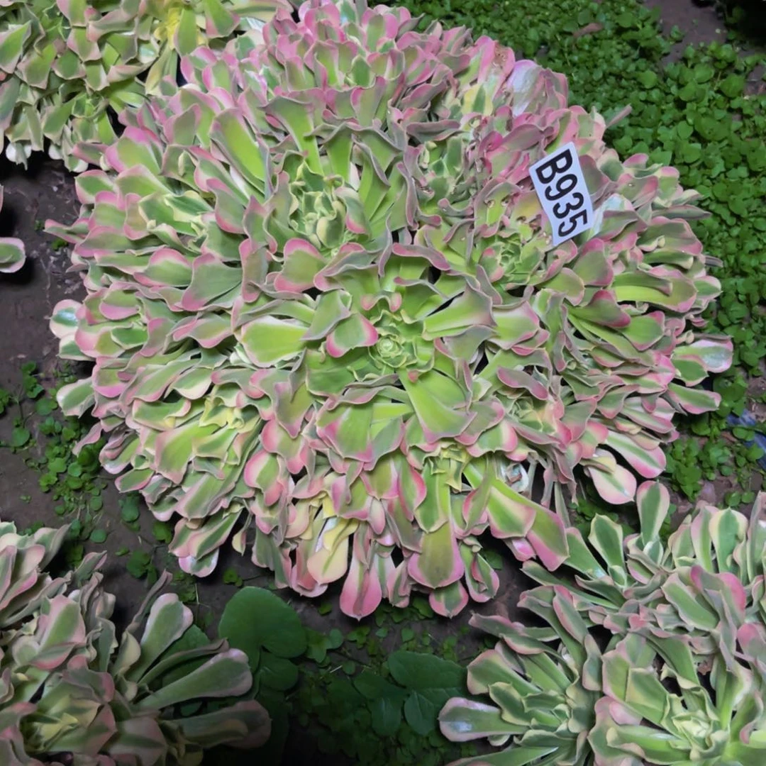 白凤法师14///4包邮