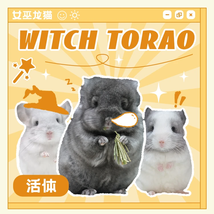 宠物龙猫拍下联系客服