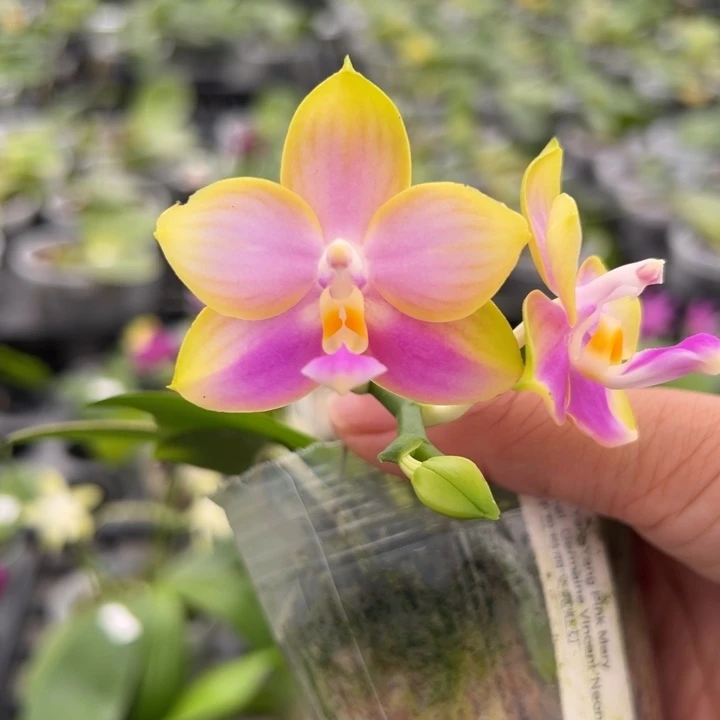 完全开放2.5寸杯洋洋粉玛丽交霓虹灯