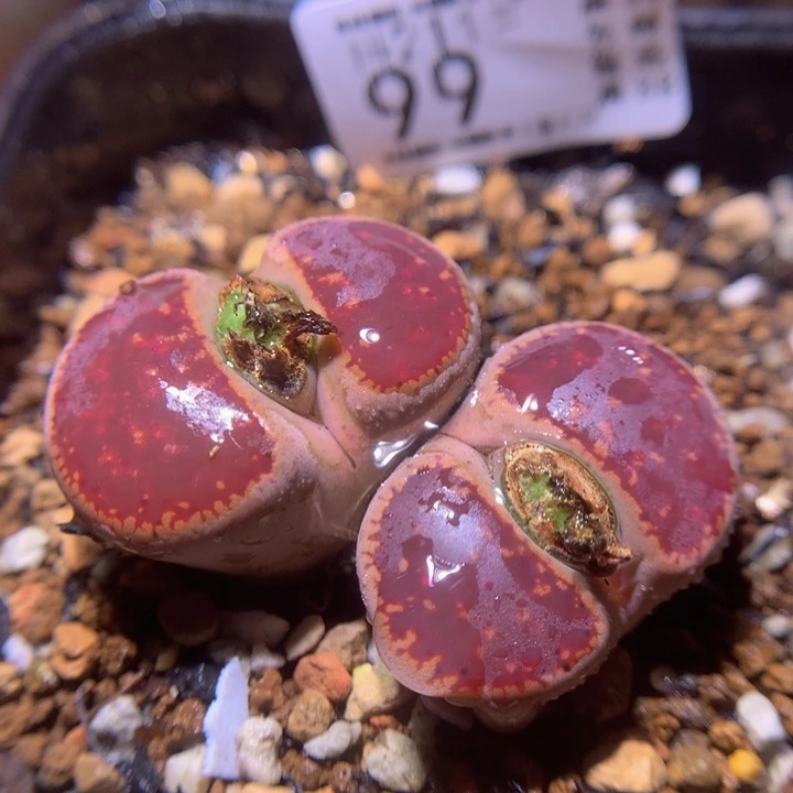 生石花多肉211.99
