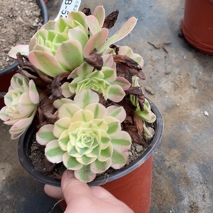 527倾城多肉植物法师