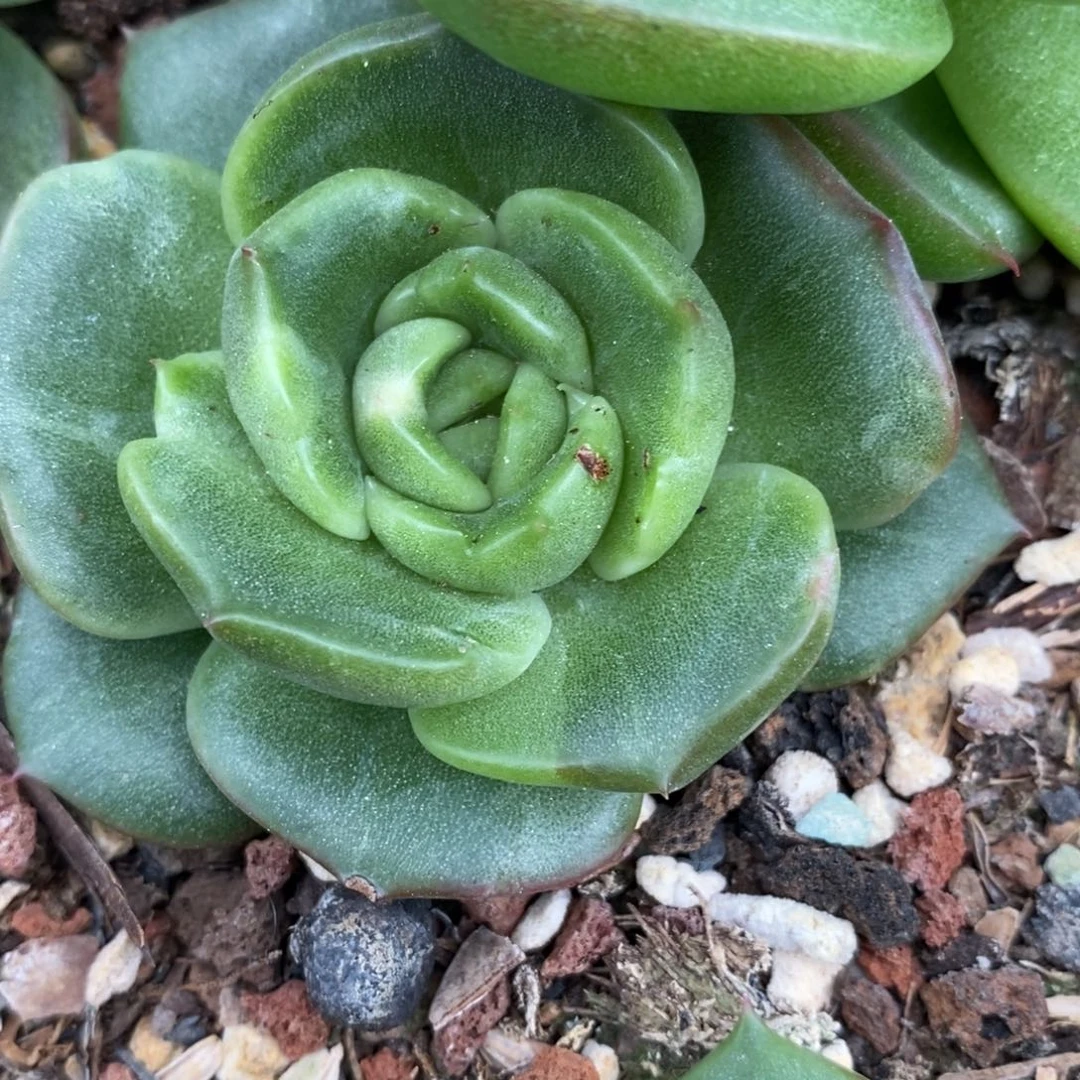 代***～无花朵东云锦多肉植物