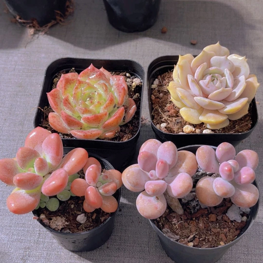 粉恋。露娜莲。洛神，桃蛋