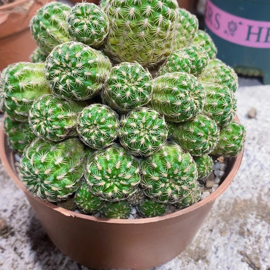 星丸1111111111111111个