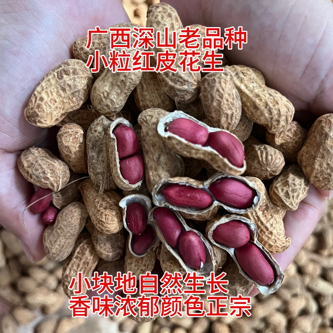 2025年晒干新花生广西小粒红皮花生老品种自然生长农家小块地种植