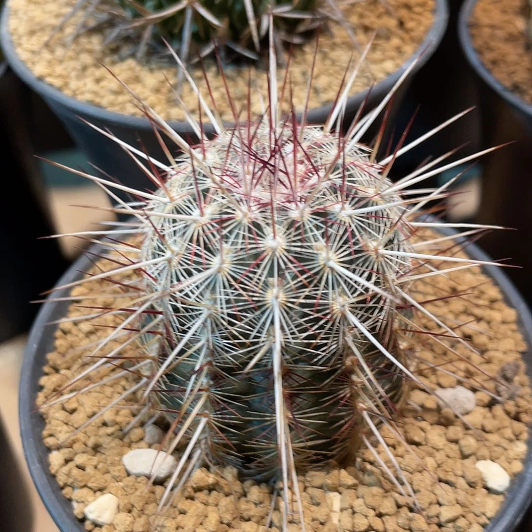 仙人球鹿角柱属红白司虾4.5厘米