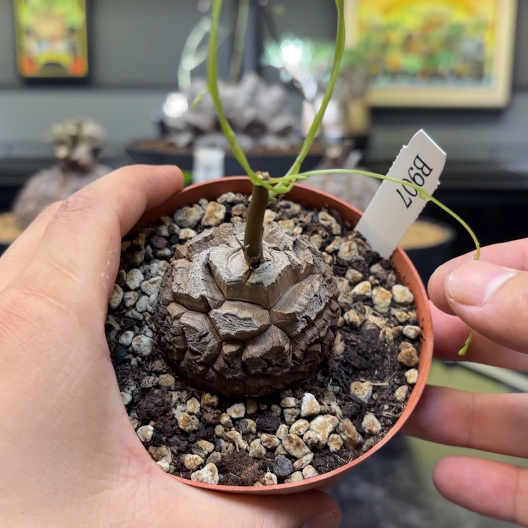 907南非龟甲龙带盆