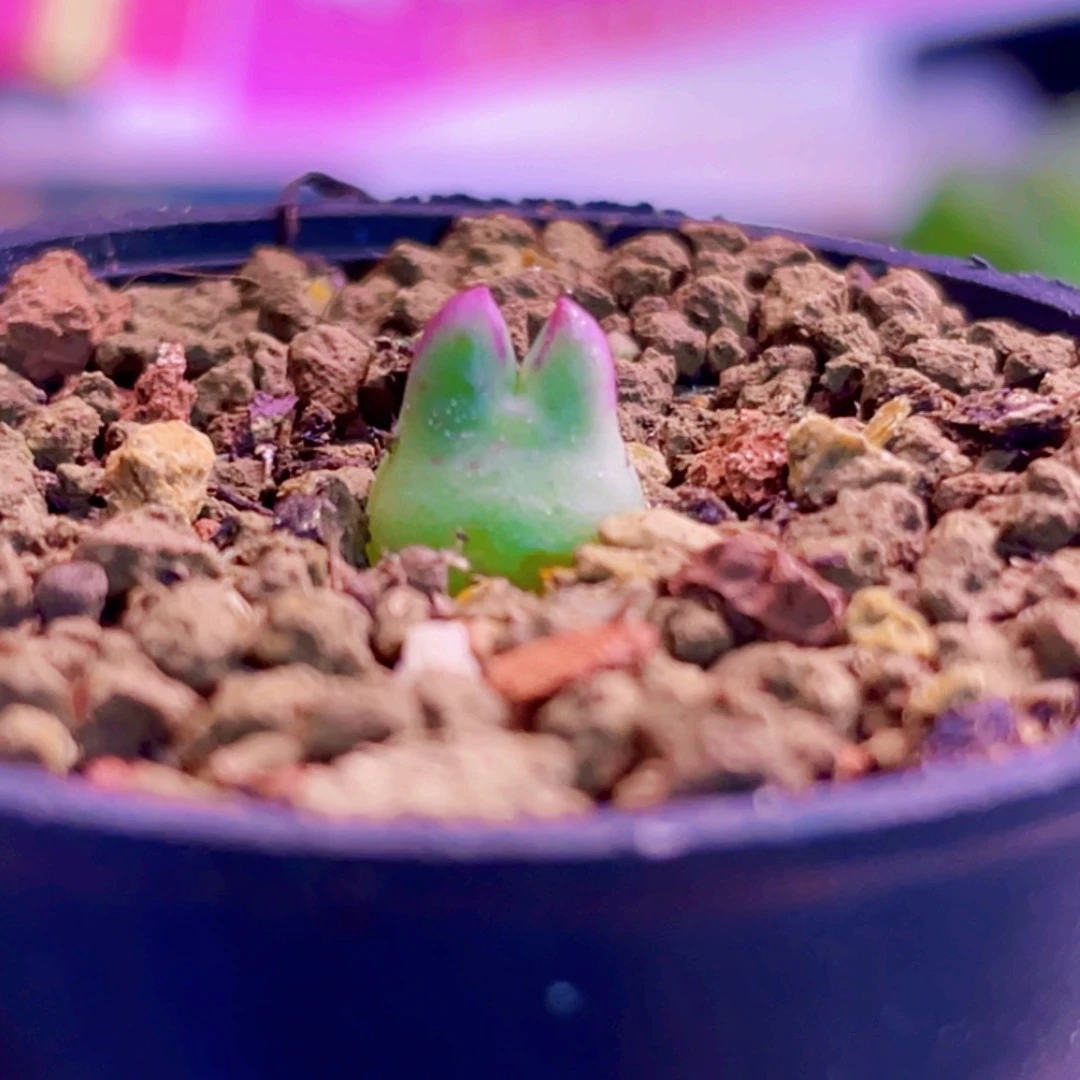 糖***肉皮卡丘植物一物一拍