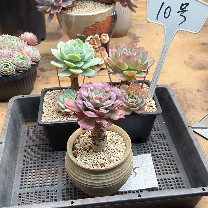 堆****狼多肉植物，多肉植物，3颗