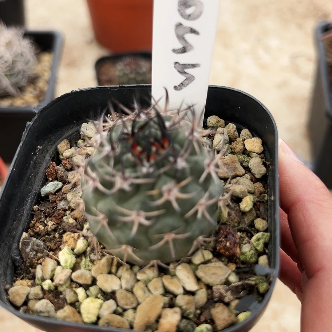 潮流植物实生逆豹丸