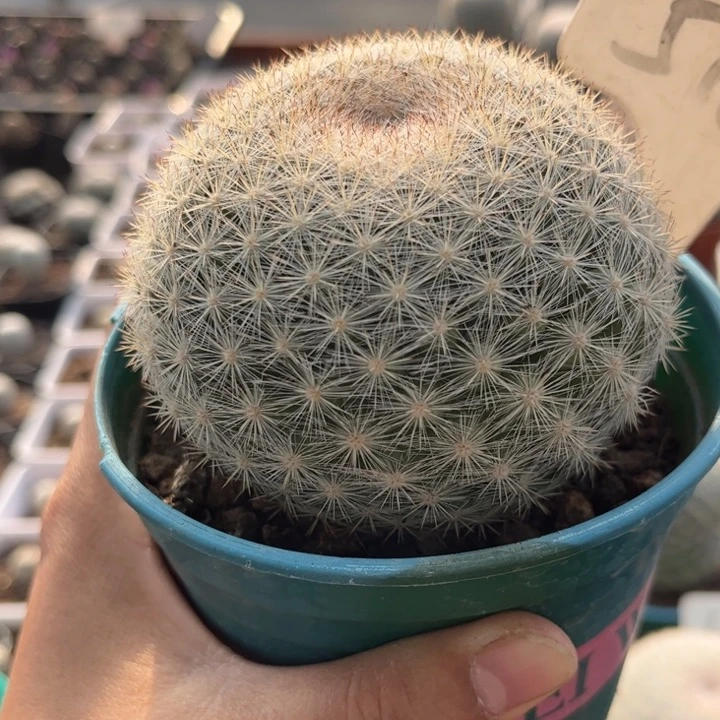 千*516实生满月好养好活