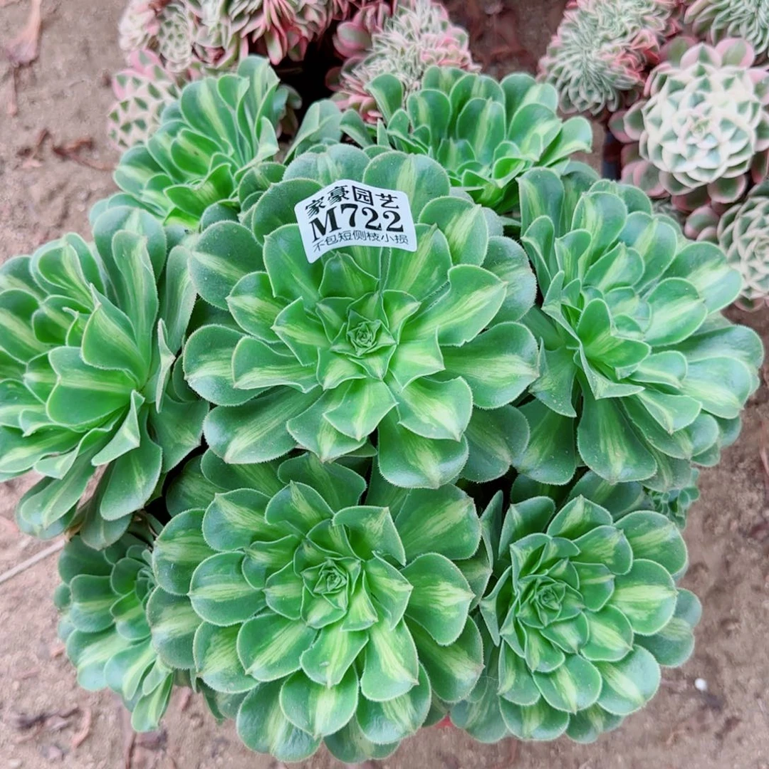 翡翠琉璃法师722冠幅28