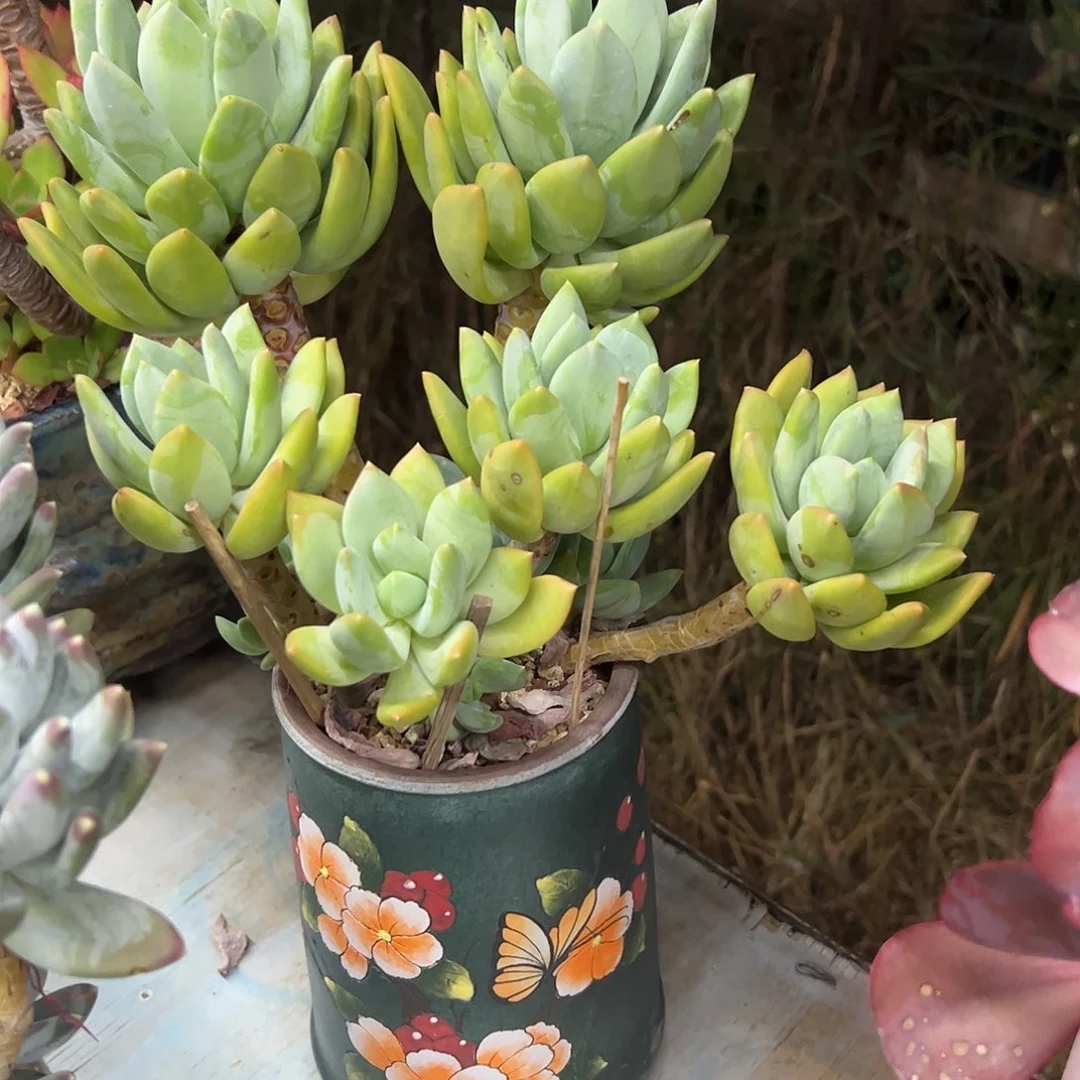 海洋之星28 零零多肉植物