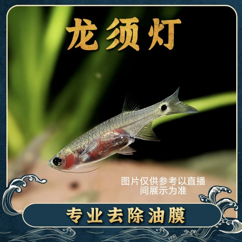 龙须灯鱼活体小型热带观赏鱼清洁鱼草缸除油膜工具鱼