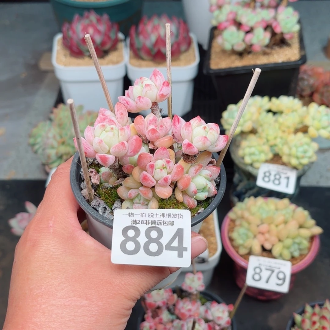 粉香水整群无盆土发货