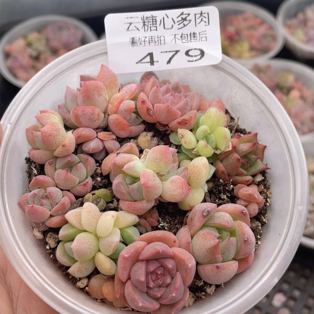 云糖心多肉植物479