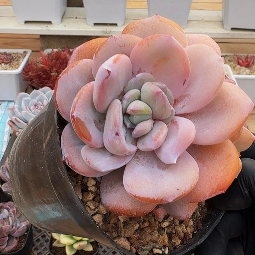 0105-30奶茶群生a