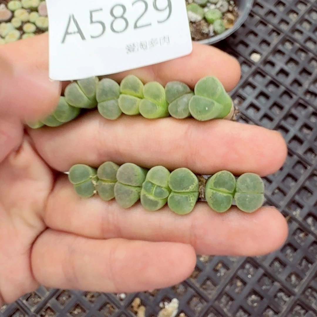 5829—生石花 生石花